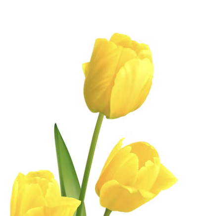 Tulipe jaune
